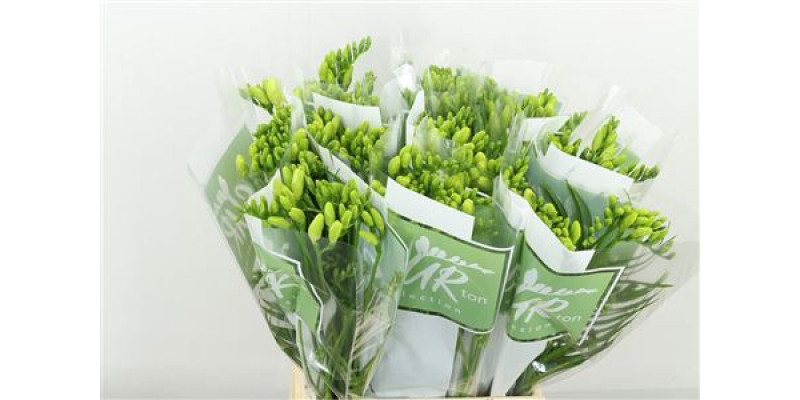 Freesias En White 45 A1White