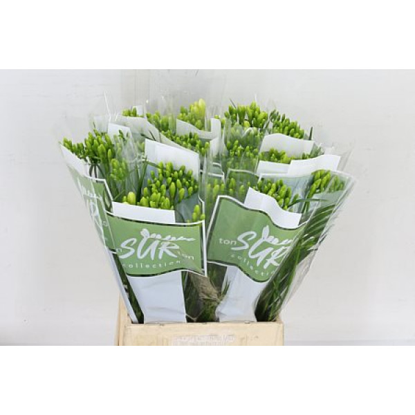 Freesias En Ton Sur Tun White 50 A2White