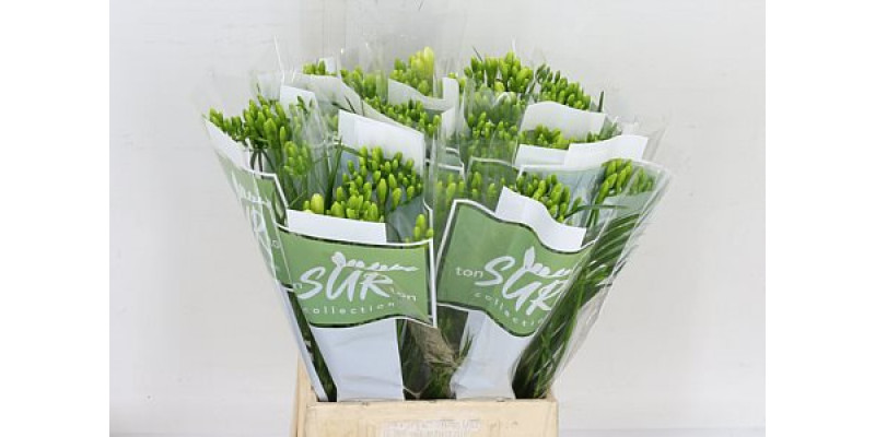 Freesias En Ton Sur Tun White 50 A2White