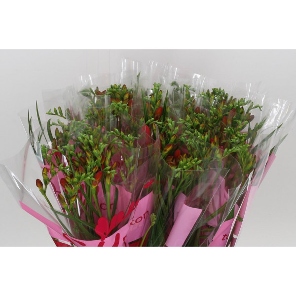 Freesias En Ton Sur Ton Red 50 A2Red