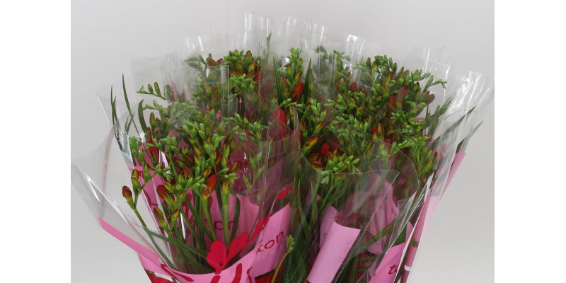 Freesias En Ton Sur Ton Red 50 A2Red