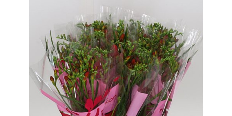 Freesias En Ton Sur Ton Red 50cm A2