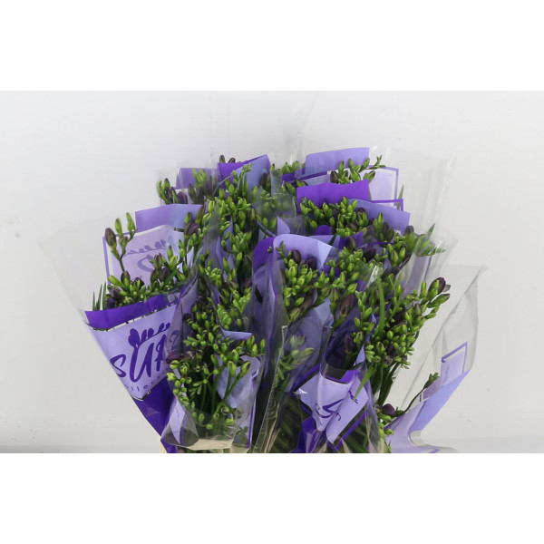 Freesias En Ton Sur Ton Blue 50 A2Blue