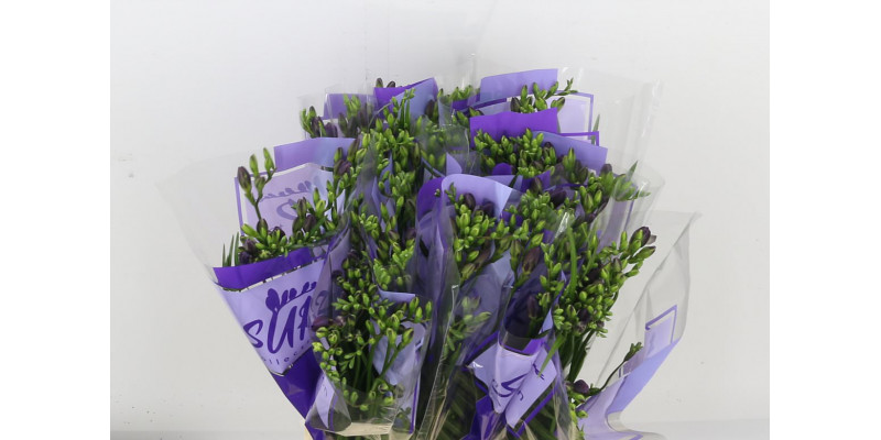 Freesias En Ton Sur Ton Blue 50 A2Blue