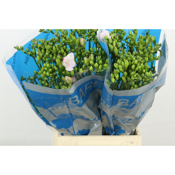 Freesias En Pink 45 A1Pink