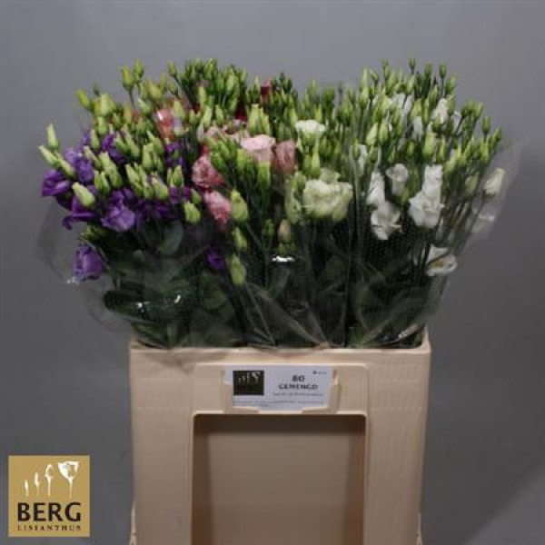 Lisianthus E Gem In Fust 65 cm A1