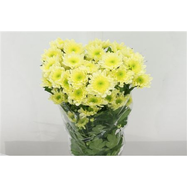 Chrysanthemums T Radost Cream 70cm A1 Col-Cream