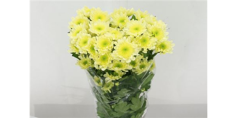 Chrysanthemums T Radost Cream 70cm A1 Col-Cream