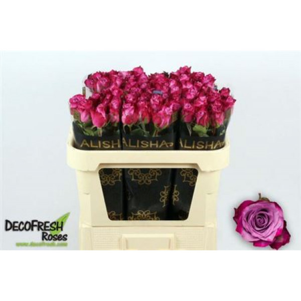 Rose Gr Deep Purple 70cm A1