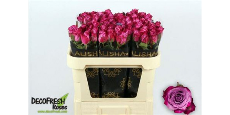 Rose Gr Deep Purple 70cm A1