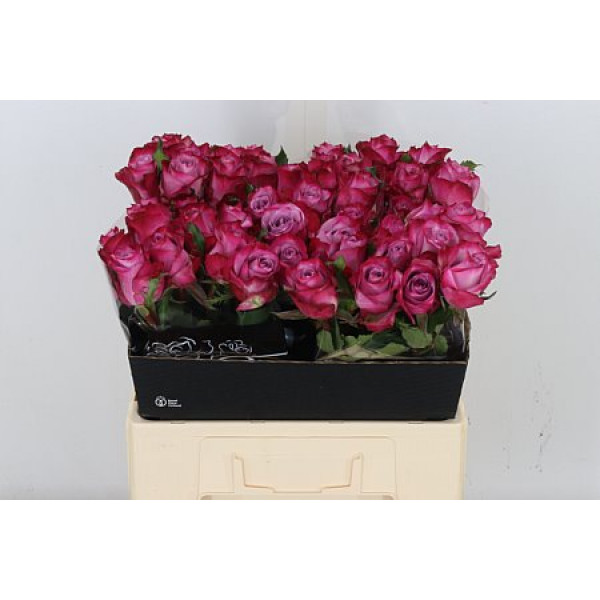 Rose Gr Deep Purple 60 A1Purple