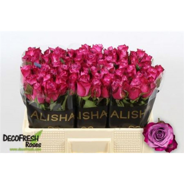 Rose Gr Deep Purple 50 A1Purple