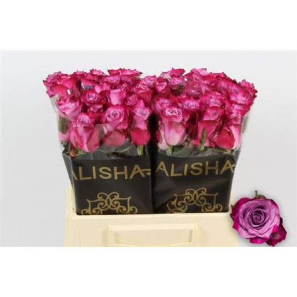 Rose Gr Deep Purple 40cm A1