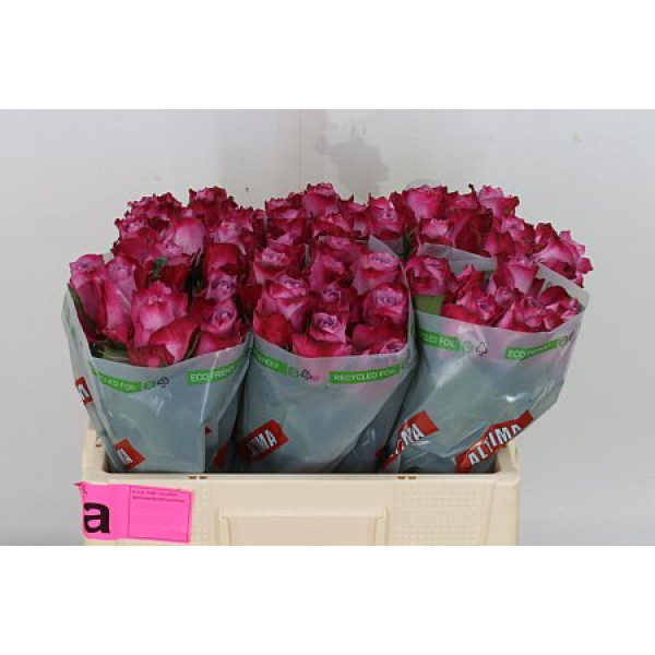 Rose Gr Deep Purple Altima 60cm A1 Col-Purple