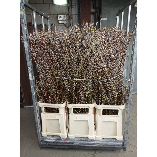 Salix Magical Silver Supers 150 A1Gray