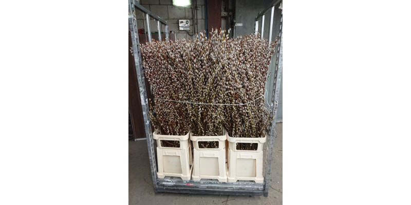 Salix Magical Silver Supers 150 A1Gray