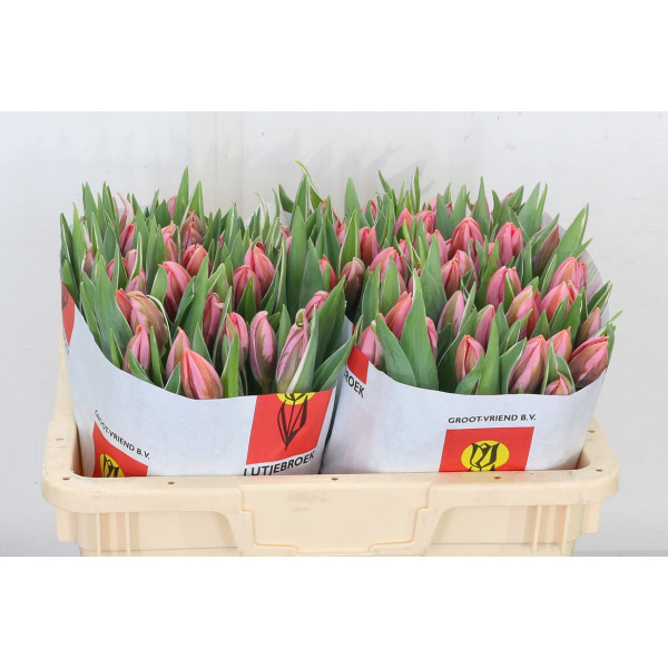 Tulips En Pretty Princes 32cm A1 Col-Pink