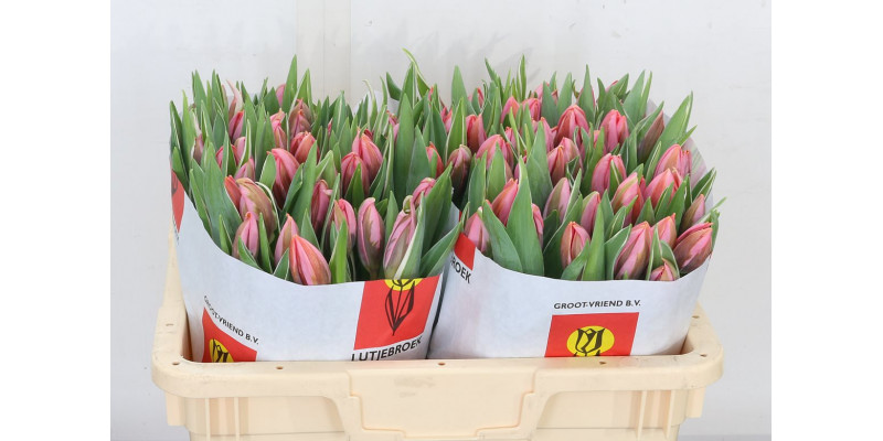 Tulips En Pretty Princes 32cm A1 Col-Pink