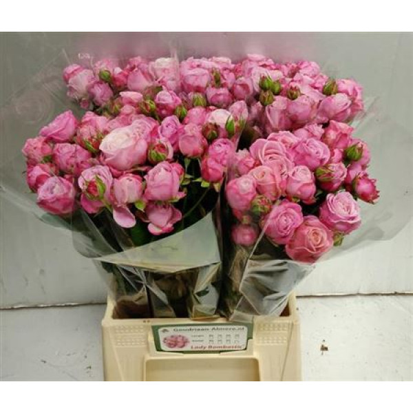 Rose Tr Lady Bombastic Goudriaan 70cm A1