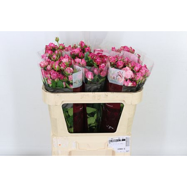 Rose Tr Lady Bombastic Import 70cm A1