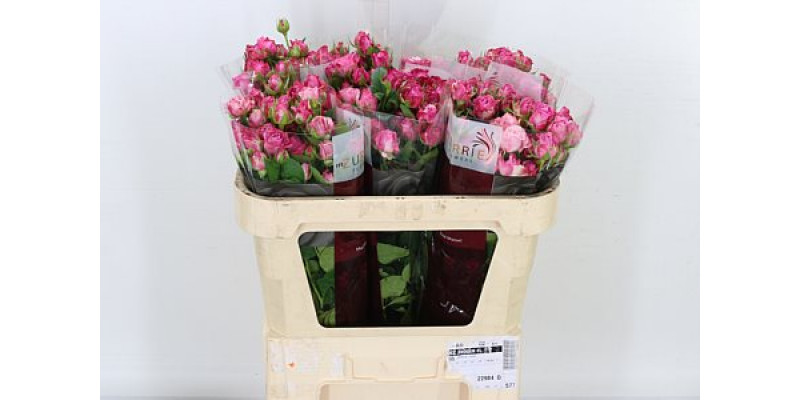 Rose Tr Lady Bombastic Import 70cm A1