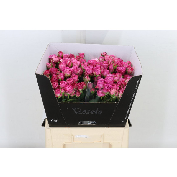 Rose Tr Lady Bombastic Import 60cm A1 Col-Cerise