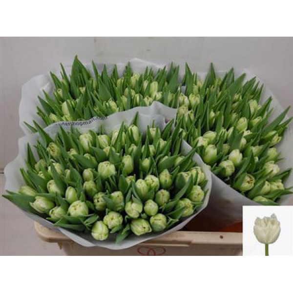 Tulips Du Northcap 37cm A1 Col-White