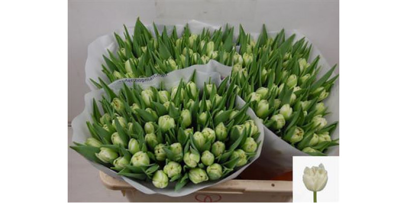 Tulips Du Northcap 37cm A1 Col-White