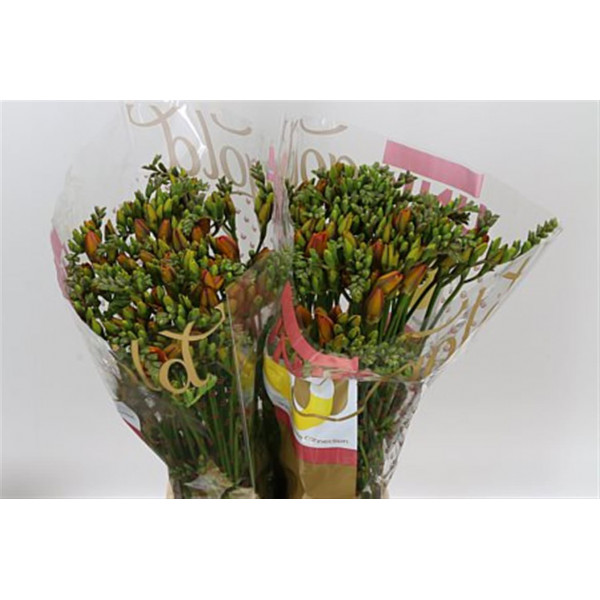 Freesias Du Clementine 52 A1Orange