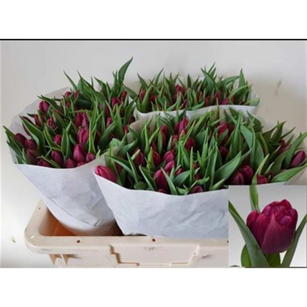 Tulips Du World Bowl 35cm A1 Col-Purple