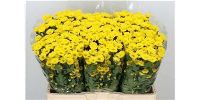 Chrysanthemums S Rossi Sunny 55cm A1 Col-Yellow