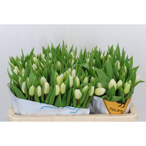 Tulips En White Prince 37cm A1 Col-White