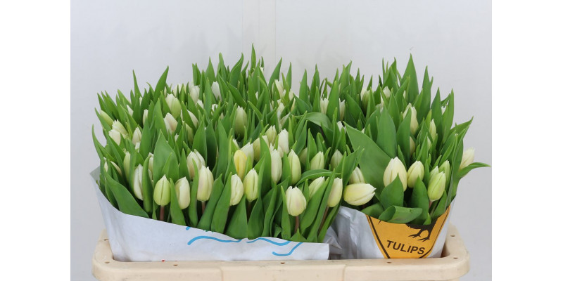 Tulips En White Prince 37cm A1 Col-White