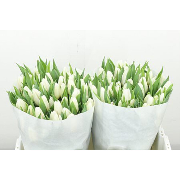 Tulips En White Prince 36cm A1