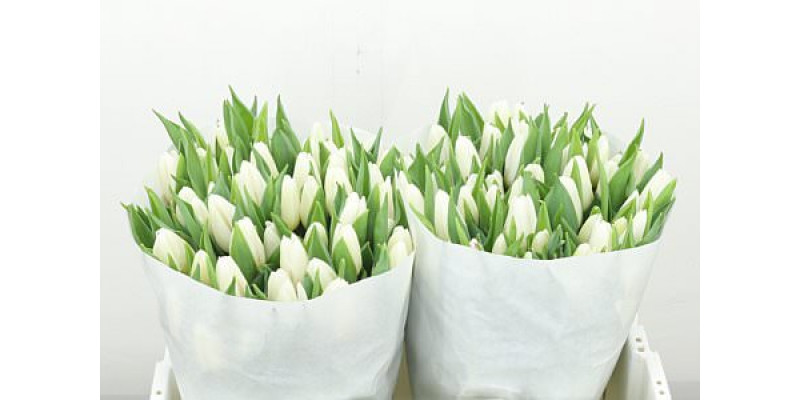 Tulips En White Prince 36cm A1