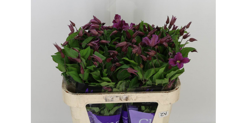 Clem Inspiration A1 Col-Pink