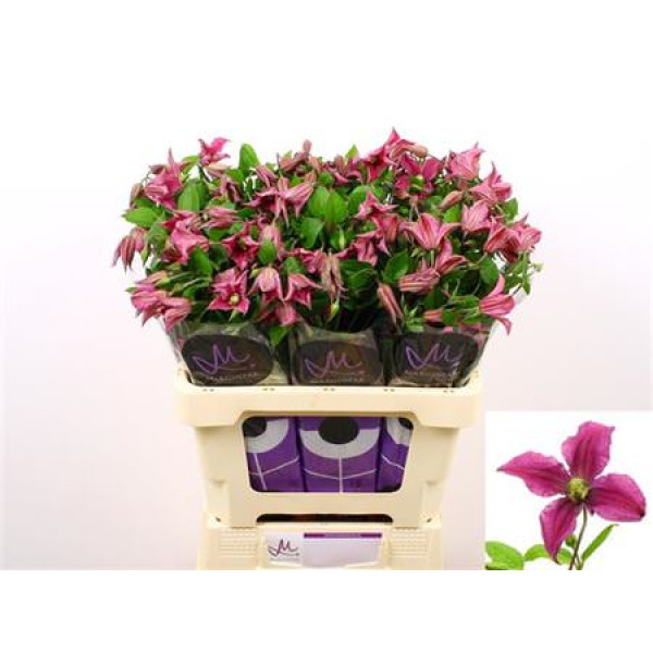 Clem Amazing Kyiv 60 cm A1