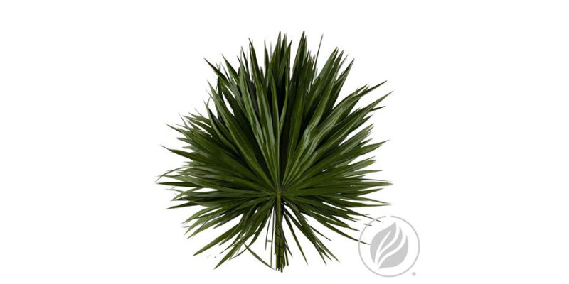 Palmetto X20 60 cm 