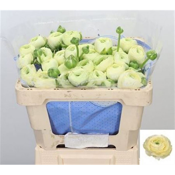 Ranunculus Kl Su Commedia 45 A1Cream