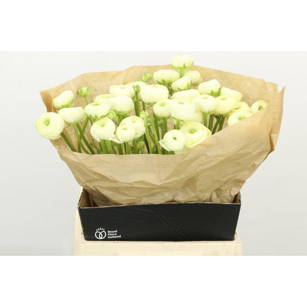 Ranunculus Su Commedia 45 A1Cream