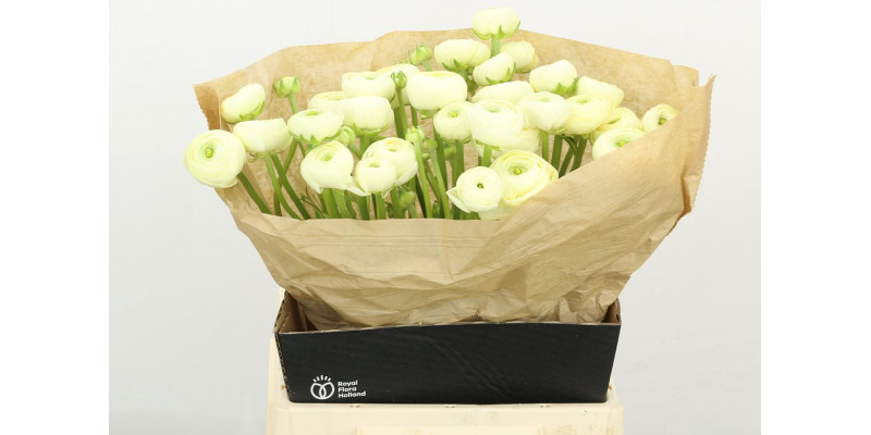 Ranunculus Su Commedia 45 A1Cream