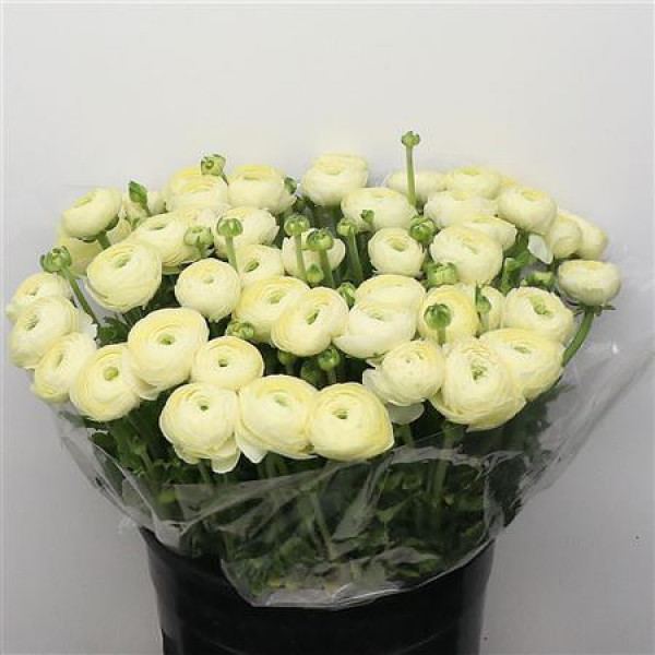 Ranunculus Su Sr Commedia Creme Extra 40cm A1