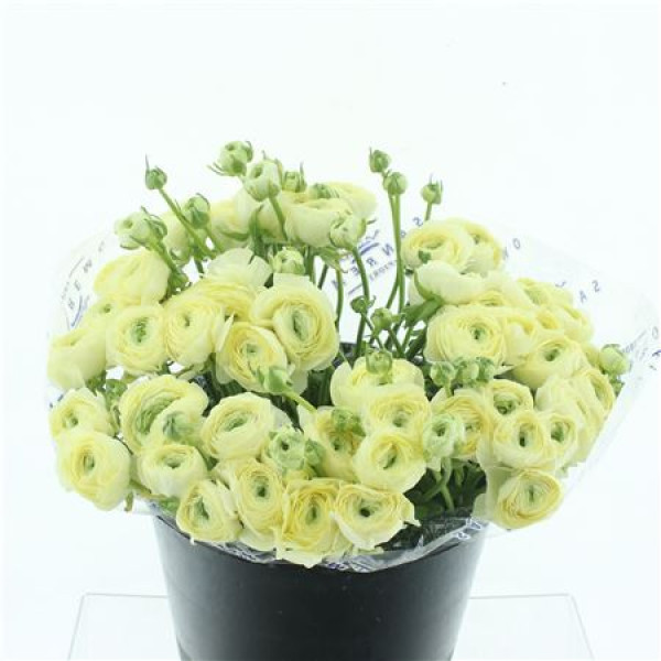 Ranunculus Clooney Creme 40 cm A1