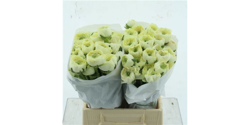 Ranunculus Clooney Vanilla 45 cm A1