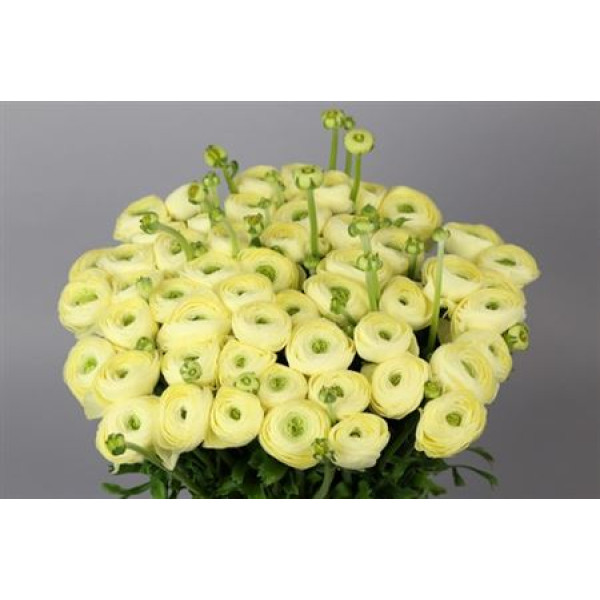 Ranunculus Clooney Comedia 45 cm A1