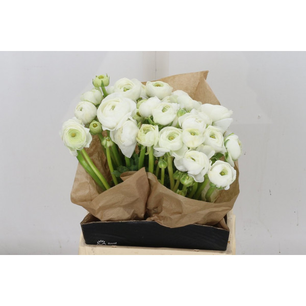 Ranunculus Cloni Sup Firenze 40cm A1 Col-White