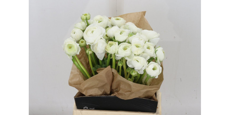 Ranunculus Cloni Sup Firenze 40cm A1 Col-White