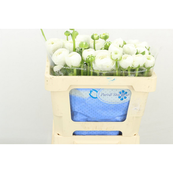 Ranunculus Kl Su Firenze 45cm A1 Col-White