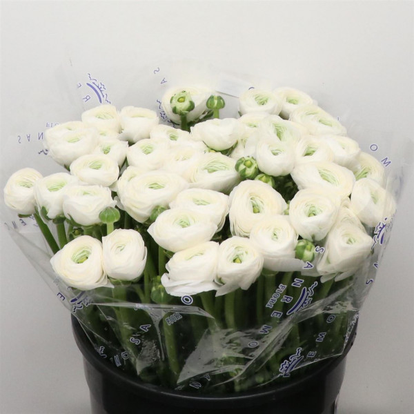 Ranunculus Su Sr Firenze White Super 40cm A1