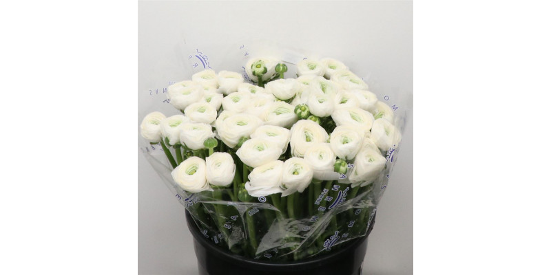 Ranunculus Su Sr Firenze White Super 40cm A1